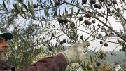 Black Spanish olives could lose practically the entire US market