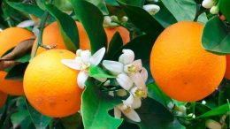 naranjas azaharok