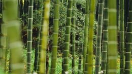 plant grass bamboo forest environment growth